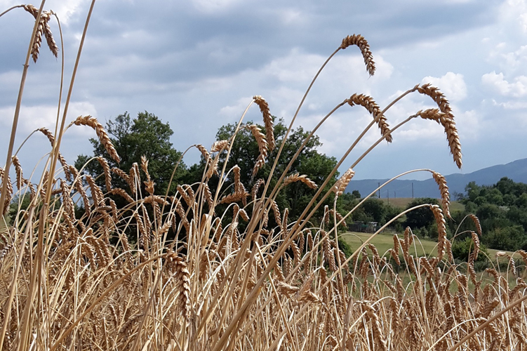 Grano varietà Verna del Casentino