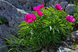 peonie selvatiche