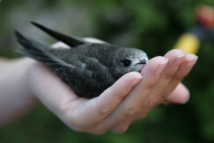 Recupero fauna selvatica