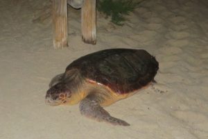 La tartaruga che la scorsa estate ha fatto il nido tra gli ombrelloni (foto Legambiente Arcipelago Toscano)