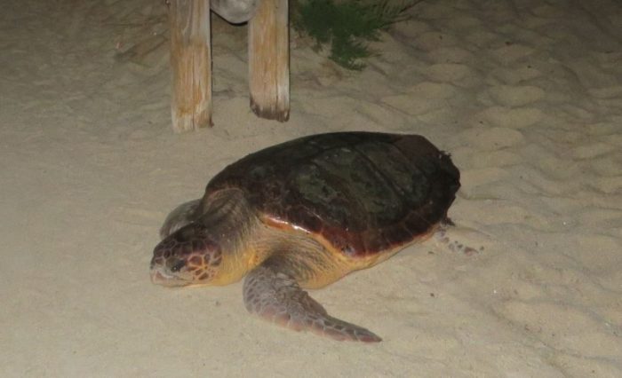 La tartaruga che la scorsa estate ha fatto il nido tra gli ombrelloni (foto Legambiente Arcipelago Toscano)