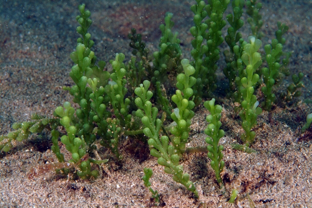 Caulerpa Cylindracea (foto di Stefano Guerrieri)