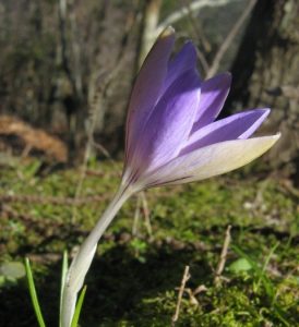 Zafferano dell'Elba (Crocus ilvensis), specie endemica dell'isola.