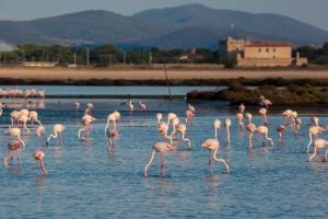 L'oasi WWF Laguna di Orbetello (foto di Fabio Cianchi)