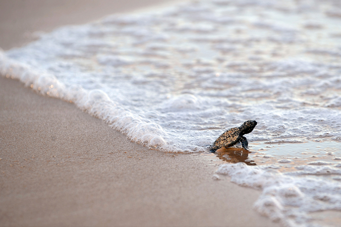 caretta-caretta-tartarughe-ambiente-toscana