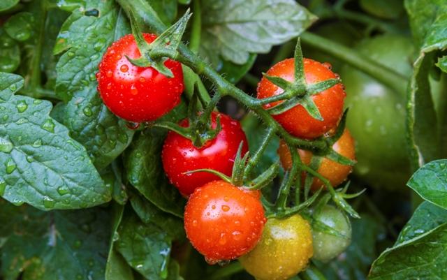 Cheery tomatoes