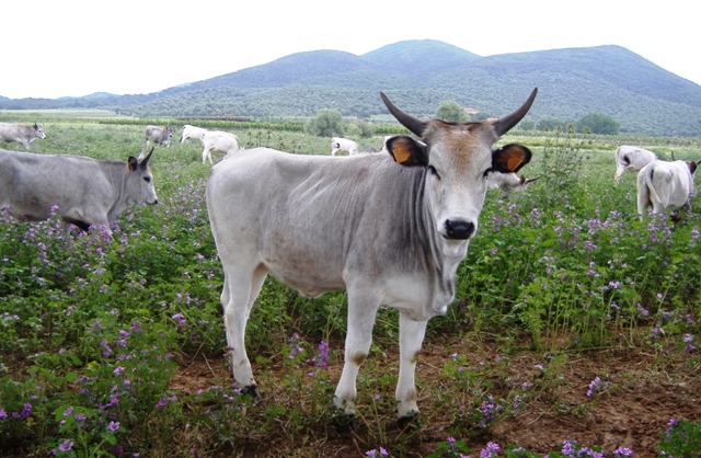 Vitello maremmano