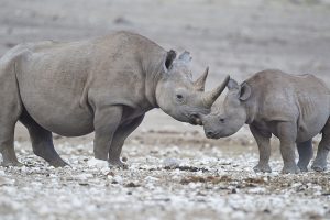 Femmina di rinoceronte nero con il piccolo al Parco nazionale Etosha, Namibia. (Foto da it.wikipedia.org).