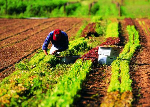 lavoratori_agricoltura-legalità-toscana-ambiente