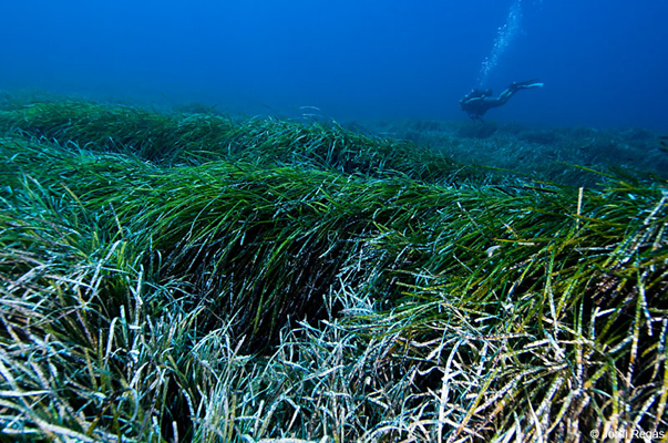 Foto di Jordi Regàs dal sito www.marineadventures.org