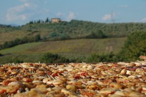 fichi secchi Carmignano