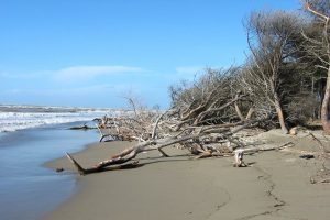 Foce dell'Ombrone. (Foto da www.parco-maremma.it).