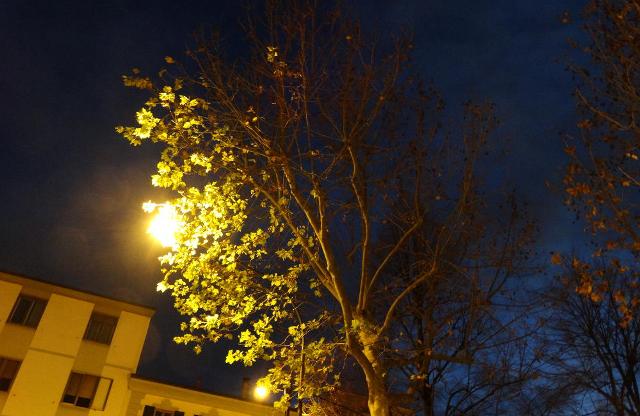 alberi-luce-artificiale