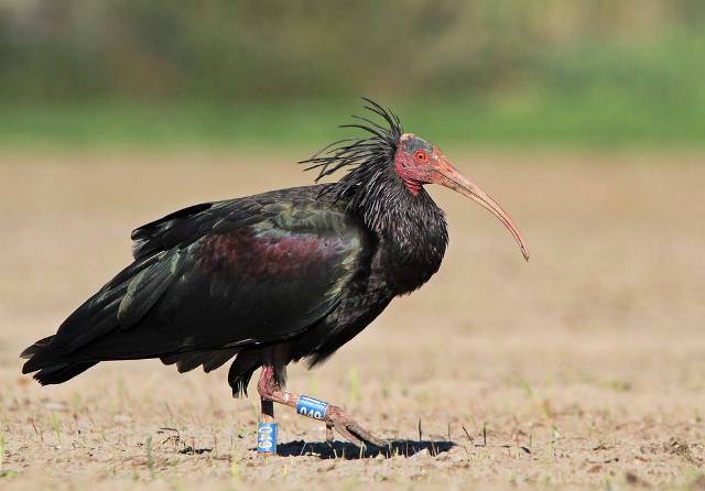 Foto dalla pagina Facebook del WWF Val di Cornia