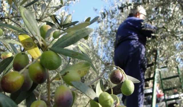 olivicoltura-goergofili-toscana-ambiente