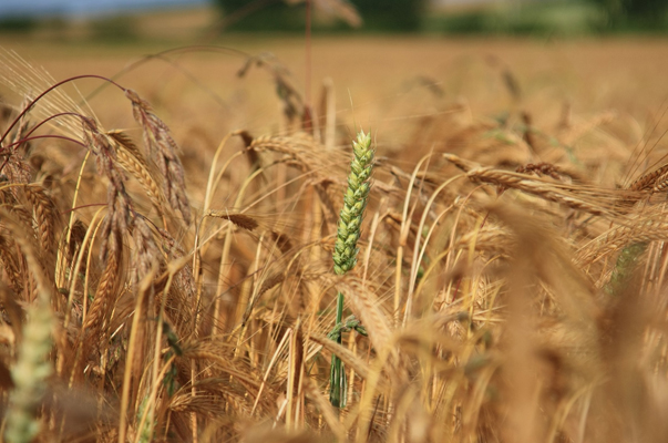 grano-agricoltura-toscana-ambiente