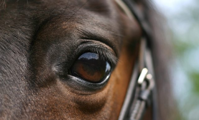 horse eye