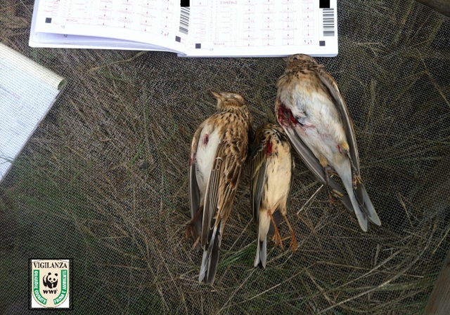 Campagna antibracconaggio in Toscana, bilancio col botto per le