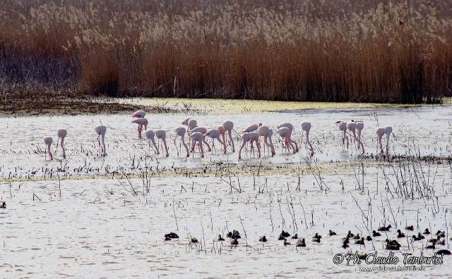 Fenicotteri alle Morette (foto di Claudio Tamburini)