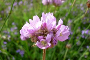 Armeria denticulata.