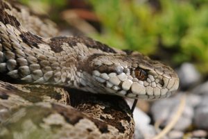 Vipera dell'Orsini