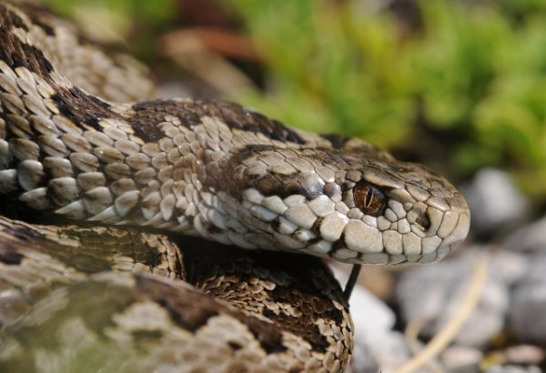 Vipera dell'Orsini