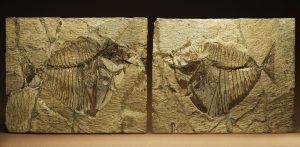 Uno dei reperti fossili della sezione di Paleontologia esposto nella mostra.