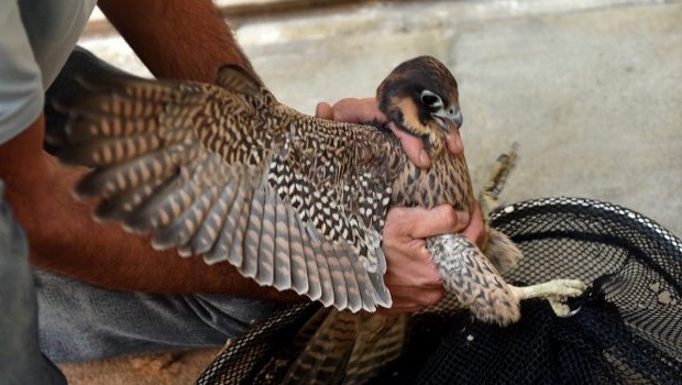 Il salvataggio di un falco pellegrino