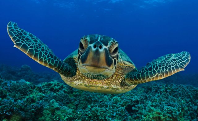 caretta-caretta-tartarughe-marine-Toscana-ambiente