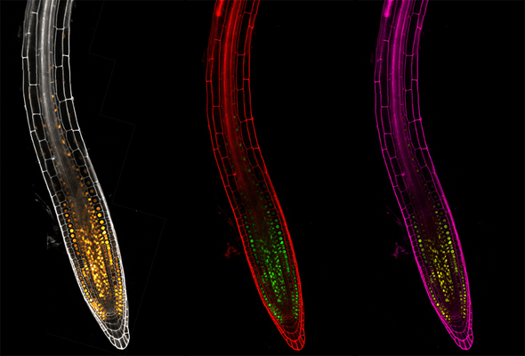 Immagini di radici da microscopia confocale. (Foto da Unipi).