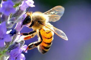 api-lunigiana-toscana-ambiente