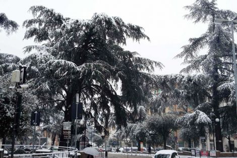 Inverno 2017: i cedri di piazza Mazzini