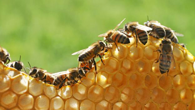 api-bio-insetticidi-toscana-ambiente