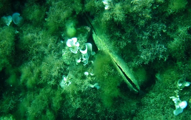 Una nacchera morta lunga circa 40 cm., foto scattata il 7 luglio (da Legambiente Arcipelago toscano)