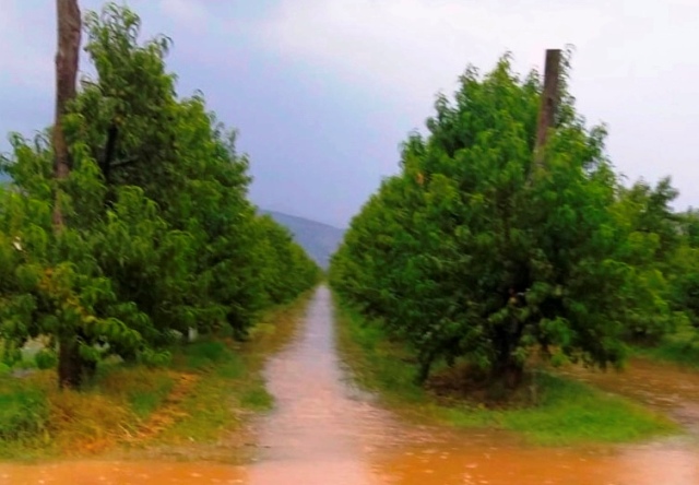 Un frutteto allagato (foto Coldiretti Arezzo)