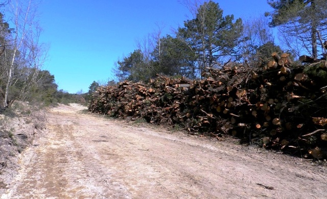 Tagli boschivi al Belagaio, nella riserva del Farma (foto da Wwf Siena)