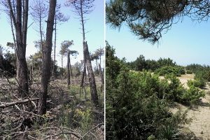 A sinistra la situazione attuale, a destra l'obiettivo dopo i lavori. (Foto da Parco MSRM).