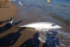 Delfino spiaggiato a Vada (foto Arpat)