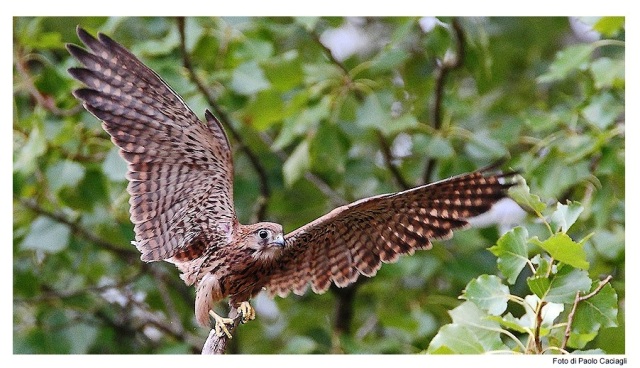 Gheppio (foto di Paolo Caciagli)