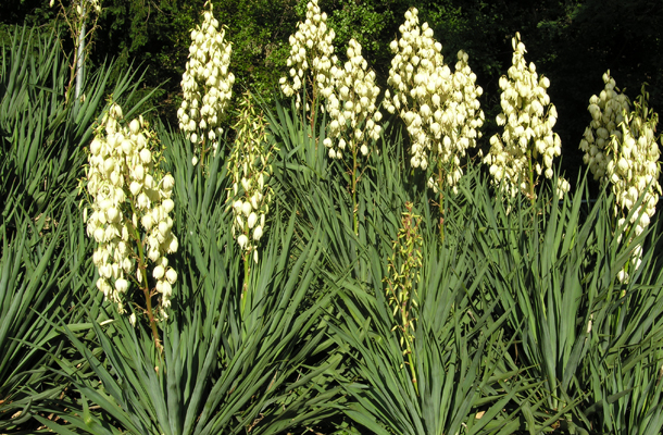 Jucca del Canadà (Yucca gloriosa).