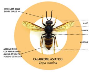 vespa-velutina-calabrone-asiatico