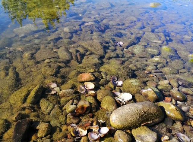 Esemplari e valve di Curbicula Fluminea nel Bisenzio (foto Arpat)