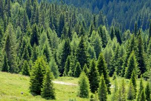 alberi-natale-toscana-ambiente