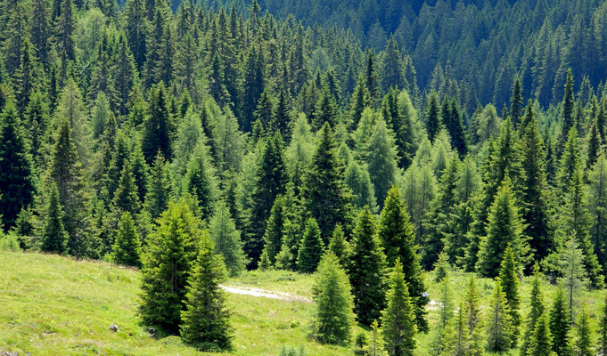 alberi-natale-toscana-ambiente