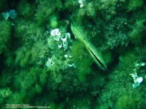 Pinna Nobilis morta (foto Emanuele Zendri, Legambiente)