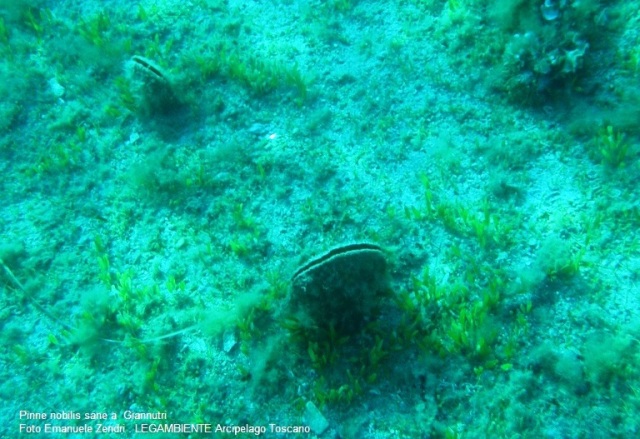 Pinne Nobilis sui fondali di Giannutri (foto di Emanuele Zendri, Legambiente Arcipelago Toscano)