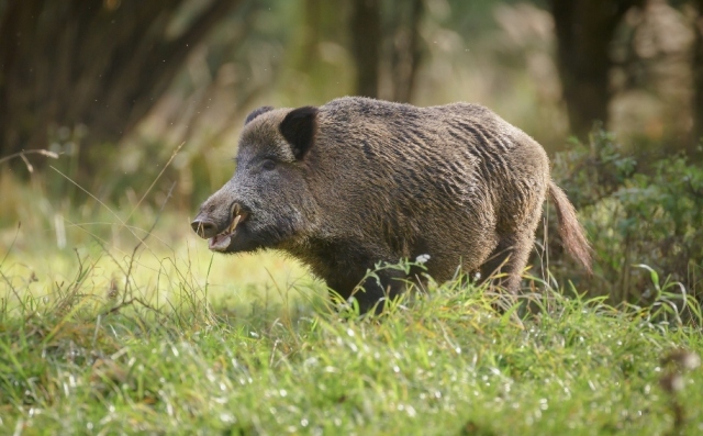 cinghiale