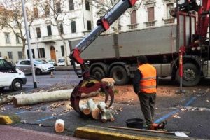 Alberi abbattuti in viale Matteotti (foto Italia Nostra Firenze)