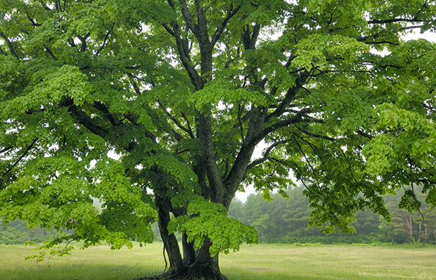 alberi-figline-incisa-valdarno-toscana-ambiente