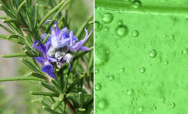 gel-rosmarino-speziali-laurentiani-toscana-ambiente